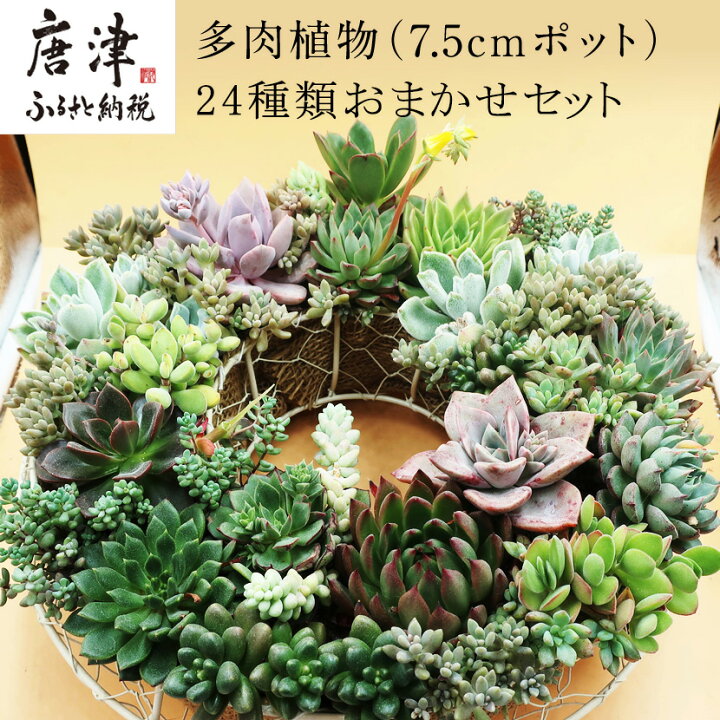 楽天市場 ふるさと納税 多肉植物エケベリア24ポット おまかせセット アソート 観葉植物 癒し 佐賀県唐津市