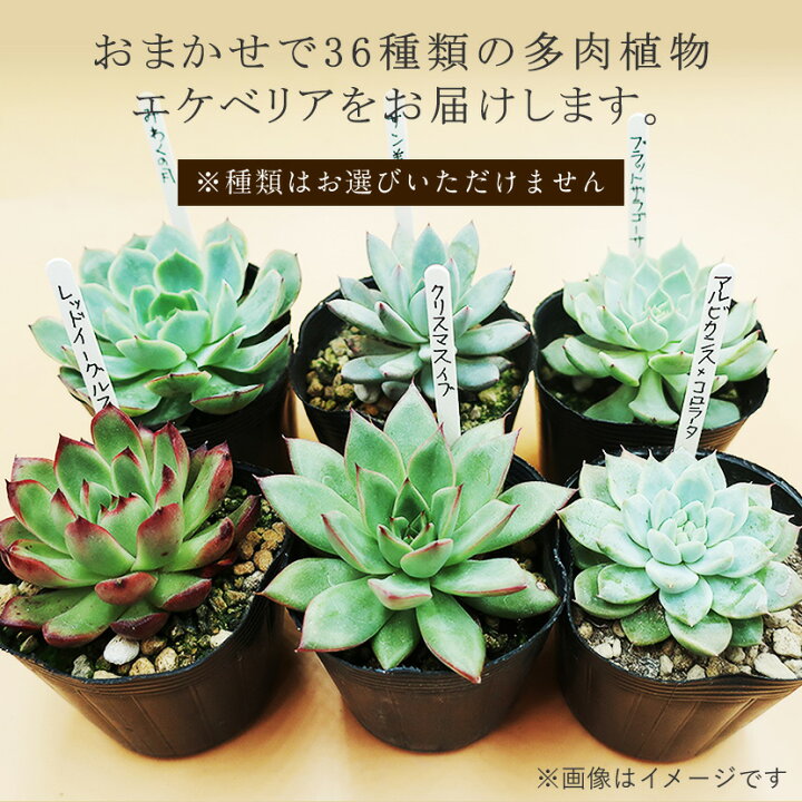 楽天市場 ふるさと納税 多肉植物エケベリア36ポット おまかせセット アソート 観葉植物 癒し 22年 令和4年 佐賀県唐津市