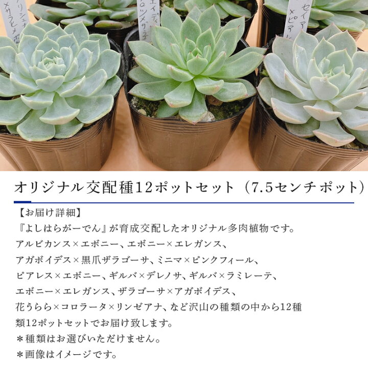 楽天市場 ふるさと納税 多肉植物 よしはらがーでんオリジナル交配種 12ポットセット 希少品種 佐賀県唐津市