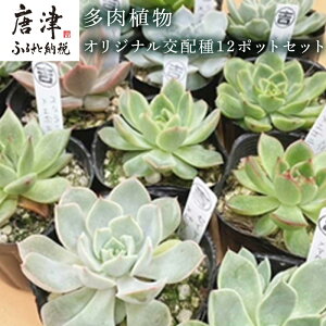観葉植物 希少の人気商品 通販 価格比較 価格 Com 観葉植物 希少の人気商品 通販 価格比較 価格 Com