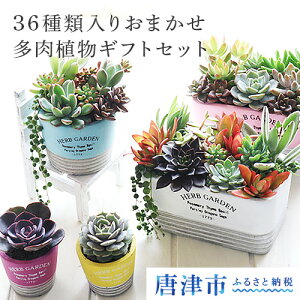 多肉植物 ギフト 農業資材 ガーデニング用品の通販 価格比較 価格 Com