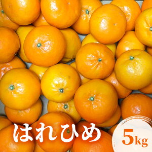yӂ邳Ɣ[Łz͂Ђ 5kg k ʕ t[c fU[g zs:@͂F2025N12{`12{܂