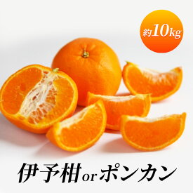 【ふるさと納税】伊予柑orポンカン 約10kg 柑橘 果物 フルーツ デザート ※配送不可:離島　お届け：2026年1月上旬～1月下旬まで