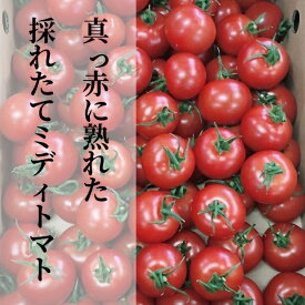 【ふるさと納税】 真っ赤に熟れた 採れたて ミディトマト 4kg 【 500g×8パック 】 b−249