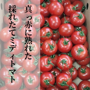 �y�ӂ邳�Ɣ[�Łz �^���Ԃɏn�ꂽ �̂ꂽ�� �~�f�B�g�}�g 4kg �y 500g×8�p�b�N �z b�|249