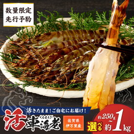 【ふるさと納税】【年内発送】【数量限定 先行予約】活車海老 指定日可能（12月1日から配送開始）＜容量が選べる／250g・375g・500g・1kg＞ 【 くるまえび 活き 生きたまま 甲殻類 海鮮 魚介類 シーフード 生食 12月発送可能 】