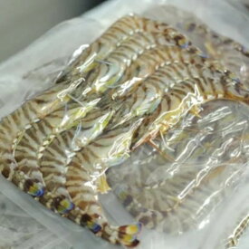 【ふるさと納税】伊万里産 冷凍車海老（訳あり、加熱用）＜容量が選べる／250gx2pc〜250gx10pc＞