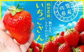 【ふるさと納税】伊万里産「 いちごさん 」　250g ×2パック　～鶴田農園～ B570