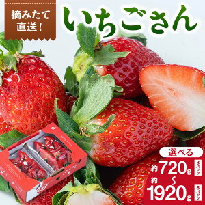 yӂ邳Ɣ[ŁzY  ʂIׂ^3pbNE4pbNE8pbN y ʕ t[c  s\ ӂ邳Ɣ[ t[c z