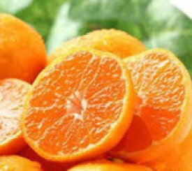 【ふるさと納税】ハウスみかん1kg化粧箱入り 214-B918