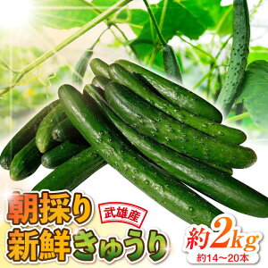 yӂ邳Ɣ[ŁẑVNイ 2kgi14`20{j/ y's companyiutsuayaj[UDX001] イ LE ӉZ 