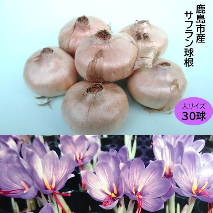 楽天市場 ふるさと納税 貴重 国産 サフラン 球根 30球 大サイズ 4cm程度 花 佐賀県 鹿島市 送料無料 7月 11月の期間でお届け B 435 佐賀県鹿島市