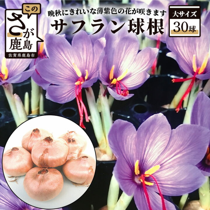 楽天市場 ふるさと納税 貴重 国産 サフラン 球根 30球 大サイズ 4cm程度 花 佐賀県 鹿島市 送料無料 7月 11月の期間でお届け B 435 佐賀県鹿島市