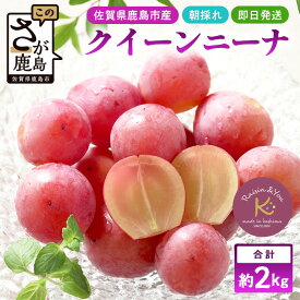【ふるさと納税】朝採れクイーンニーナ 約2kg 3〜4房【先行予約】【2025年8月下旬〜9月下旬配送予定】朝採れ即日発送！ジューシーで高糖度 果汁 新鮮 生産者直送 果物 フルーツ 冷蔵便 丁寧なラッピング ギフト 贈答 化粧箱入り 葡萄 ぶどう 果物佐賀県 鹿島市 送料無料 C-39