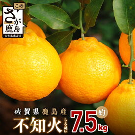 【ふるさと納税】 不知火 みかん 7.5kg サイズ混合 | ふるさと納税 みかん 蜜柑 柑橘 しらぬい 果物 フルーツ 果実 高級 ギフト 贈り物 贈答用 国産 佐賀県産 佐賀県 鹿島市 ふるさと 人気 送料無料 【2026年3月頃～4月下旬配送予定】B-114