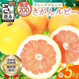【ふるさと納税】数量限定 日本初！幻の国産グレープフルーツ！【さがんルビー 5kg（中玉12〜16個）】【先行予約】メディアも注目◆ジューシー柑橘｜柑橘 果物 フルーツ 生産者直送の安心品質 エシカル【3月下旬頃より順次発送予定】佐賀県 鹿島市 送料無料 B-2