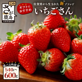 【ふるさと納税】【産地直送】いちご 新ブランド いちごさん ギフトセット プチギフト（75g×8パック）or 化粧箱（270g×2パック）《2026年1月上旬〜3月発送》 JA直送 鮮度抜群 | ふるさと納税 いちご 苺 イチゴ フルーツ 果物 贈答 プレゼント お裾分け 送料無料 A-153