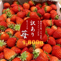 さがほのか&いちごさん