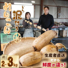 【ふるさと納税】（2kg・3kg）選べる 大人気！ 佐賀県産 泥付き れんこん もりながファーム 送料無料 農家直送 九州 佐賀 続々高評価 蓮根 野菜 根菜 サラダ マリネ 【A070-023】