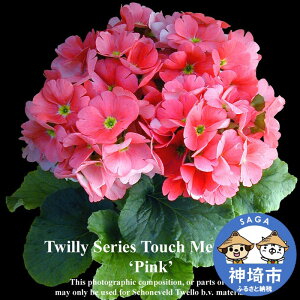 �y�ӂ邳�Ɣ[�Łz�y��s��t1��7����蔭�� ���ʁE���Ԍ���z�v������ �I�u�R�j�J �^�b�`�~�[ 5����×3�� 3�F���܂����Z�b�g�y���� �ӂ邳�Ɣ[�� �v�������z(H069114)