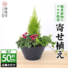【ふるさと納税】【クリスマス】アレンジ観葉植物　50サイズ (H086108)