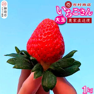 yӂ邳Ɣ[Łzyߘa8N1{菇zʂ 4pbN 1kg (l߁E2P×2) y    _Ɣ Â َq t[cz(H098106)