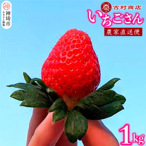 yӂ邳Ɣ[Łzyߘa8N1{菇z 4pbN 1kg y C`S  ꌧ Â t[c ʕ Y j 蕨z(H098107)