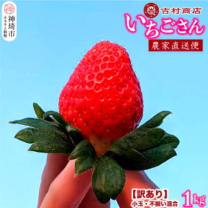 yӂ邳Ɣ[Łzyߘa8N1{菇zy󂠂z 1kg (ʕs) y󂠂  C`S  ꌧ Â t[c ʕ Yz(H098108)