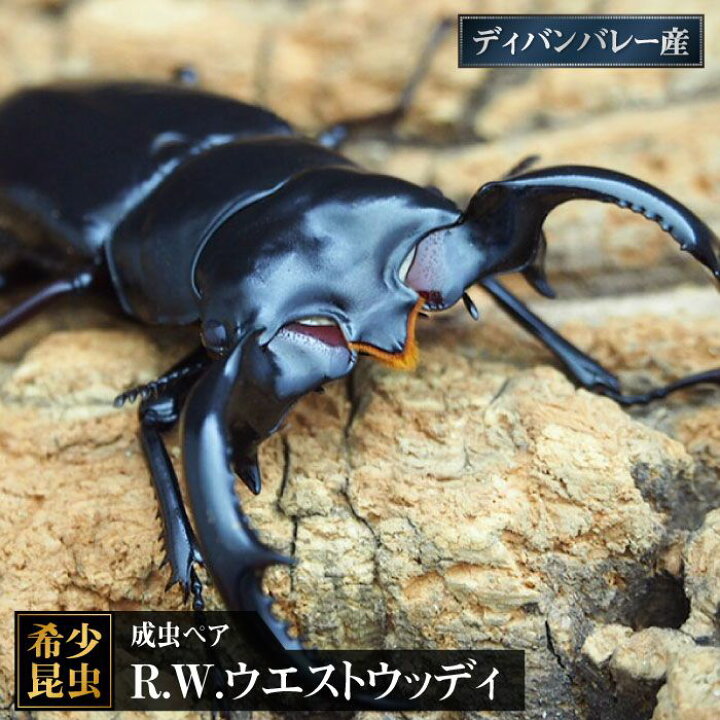 楽天市場】【ふるさと納税】【限定3セット/世界最高のクワガタ】R.W. 