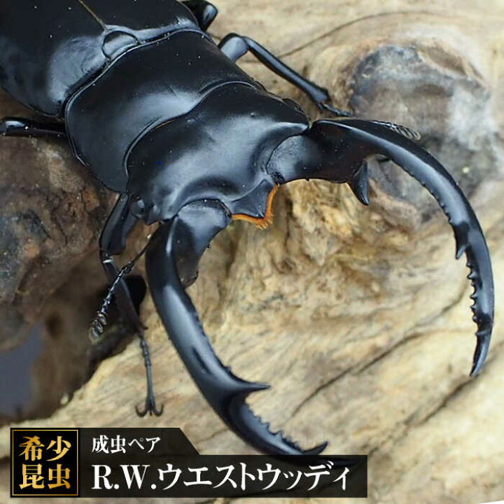 楽天市場】【ふるさと納税】【限定2セット/世界最高のクワガタ】R.W. 