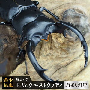 yӂ邳Ɣ[Łzy3Zbg/Eō̃NK^zR.W.EGXgEbfB 80~UPyA gP/hNX[FBS011]