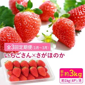 yӂ邳Ɣ[Łzy1`3ɂ͂E3ցzق̂Ei14P1kgj C`S  ꌧY Y { g샖/GT[N [FCC005]