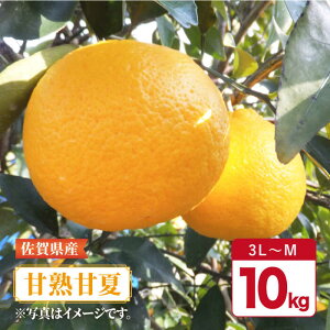 yӂ邳Ɣ[Łzy4{`5{zꌧY ݂ ÖƂقǂ悢_́uÏnÉāv10kg g샖/GT[N [FCC012]