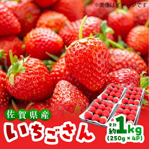 yӂ邳Ɣ[Łzy萔/s\zy12ȍ~z v1kgȏi250g×4Pj/  C`S ʕ / g샖/TZt@[[FDF001]