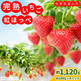 【ふるさと納税】【先行受付 2026年1月より発送】【農場直送！】紅ほっぺ(約280g×4P)【ふるさと納税 基山町産 いちご イチゴ 朝採れ 完熟果】K100006