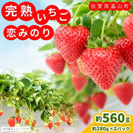 【ふるさと納税】【先行受付 2026年1月より発送】【農場直送！】恋みのり(約280g×2P)【ふるさと納税 基山町産 いちご イチゴ 朝採れ 完熟果】K100007