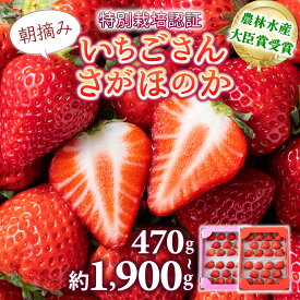【ふるさと納税】★2026年出荷の先行予約★ いちご いちごさん さがほのか 数量限定 イチゴ 苺 いちご 甘い フルーツ 高品質 朝摘み 産直 アフター保証 高級 贈答用 人気 いちごさん 農林水産大臣賞 大粒 特別栽培 佐賀県産