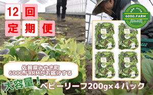 yӂ邳Ɣ[Łzy12ցzeʃxr[[t200g×4Zbg L@JASF؎擾  t T_ Y iFV014j