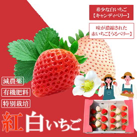 【ふるさと納税】【2025年11月中旬～2026年4月発送】紅白いちご（GF001-002）