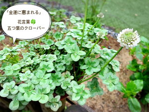 クローバー 花 生花の人気商品 通販 価格比較 価格 Com
