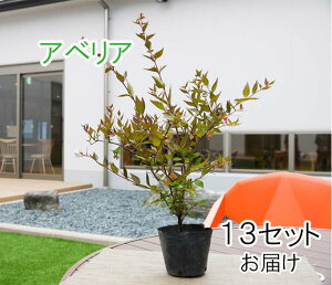 ふるさと納税 ガーデニング 苗の人気商品 通販 価格比較 価格 Com
