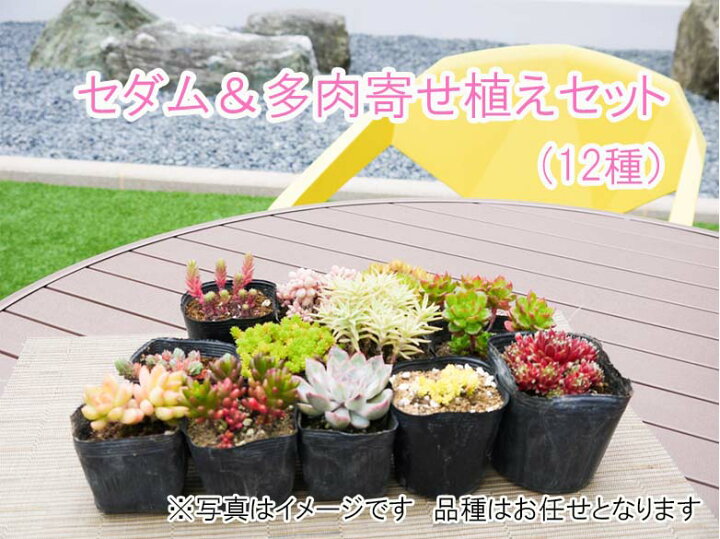 楽天市場 ふるさと納税 セダム 多肉寄せ植えセット 花 苗 植物 家庭菜園 花壇 プランター ガーデニング Bs077 佐賀県みやき町 楽天市場 ふるさと納税 セダム 多肉寄せ植えセット 花 苗 植物 家庭菜園 花壇 プランター ガーデニング Bs077 佐賀県みやき町