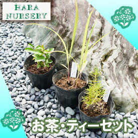 【ふるさと納税】お茶・ティーセット 花 苗 植物 家庭菜園 花壇 プランター ガーデニング（BS182）