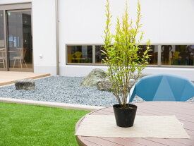 【ふるさと納税】ユキヤナギ【白】 花 苗 植物 家庭菜園 花壇 プランター ガーデニング（BS179）