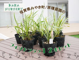 【ふるさと納税】フイリヤブラン12本セット　花 苗 植物 家庭菜園 花壇 プランター（BS147）