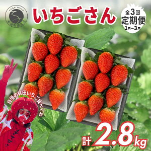 【ふるさと納税】<予約受付>【3回定期便】有田いちご 朝摘み完熟いちご4パックを毎月お届け! (1月〜3月の全3回) 240g×4パック【みゆきファーム】有機肥料にこだわった美味しいいちごで