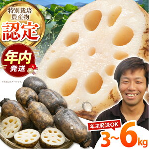 yӂ邳Ɣ[Łzy12/15܂ŔNzys\zn]kY Dt@ ( 3kg / 6kg ) ySʁz [HAE001] / @ 񂱂 R ֗ Θ@  ꌧ B   800