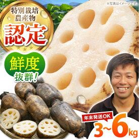 【ふるさと納税】【先行予約】地元江北町産 泥付き蓮根 ( 3kg / 6kg ) 【百武青果】 [HAE001] / 蓮根 れんこん レンコン 便利 白石蓮根 佐賀 佐賀県 九州 送料無料 野菜 8000 8000円