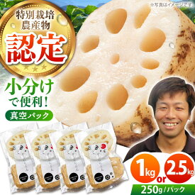 【ふるさと納税】【先行予約】地元江北町産 佐賀 れんこんパック ( 1kg / 2.5kg )【百武青果】 [HAE013]