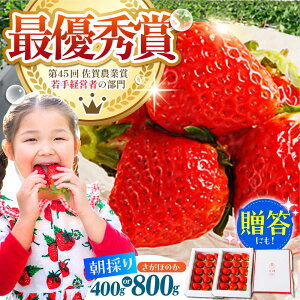 yӂ邳Ɣ[Łzys\zy1`2zl̂ ق̂ ( 400g / 800g )  C`S  | ꌧ ]k |yނ炨_z [HAF010]